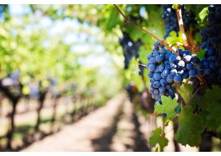 Právě skončený veletrh vín ViniSud 2016 obrazem Právě skončený veletrh vín ViniSud 2016 obrazem
